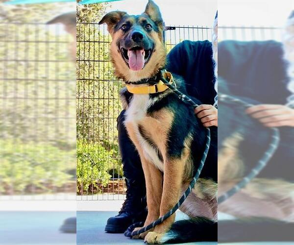 Medium Photo #1 German Shepherd Dog-Unknown Mix Puppy For Sale in Sacramento, CA, USA