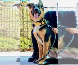 German Shepherd Dog-Unknown Mix Dogs for adoption in Sacramento, CA, USA