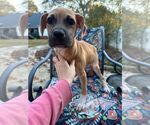 Small #8 Mutt