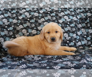 Golden Retriever Puppy for sale in SHILOH, OH, USA