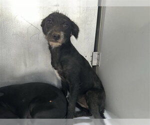 Chihuahua-Unknown Mix Dogs for adoption in Houston, TX, USA