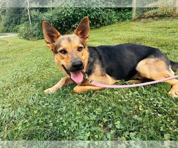 Medium Photo #3 German Shepherd Dog-Unknown Mix Puppy For Sale in Woodsfield, OH, USA