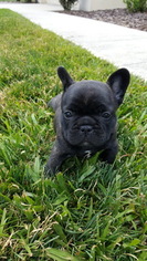 French Bulldog Puppy for sale in NEW PORT RICHEY, FL, USA