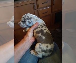 Great Dane Puppy for sale in RIDGELAND, SC, USA