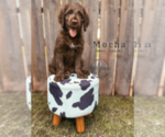 Puppy Mocha Labradoodle