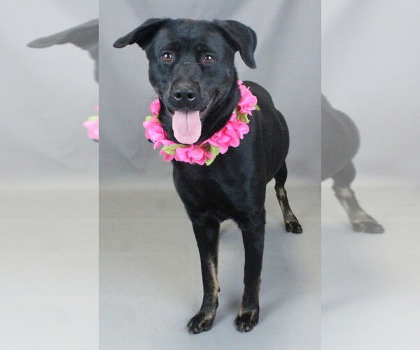 Medium Photo #3 Labrador Retriever-Unknown Mix Puppy For Sale in Mt. Laurel, NJ, USA