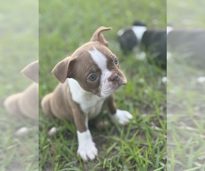 Boston Terrier Puppy for sale in MARIANNA, FL, USA