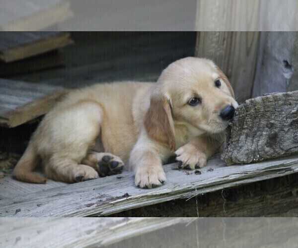 Medium Photo #8 Golden Irish Puppy For Sale in JONES, MI, USA