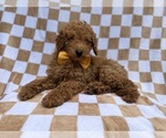 Small #2 Poodle (Miniature)