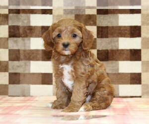 Cavapoo (Miniature) Puppy for sale in DENVER, PA, USA