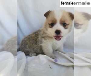 Pembroke Welsh Corgi Puppy for Sale in OROVILLE, California USA