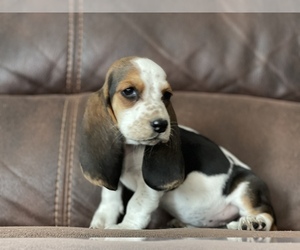Basset Hound Puppy for sale in SAN ANTONIO, TX, USA
