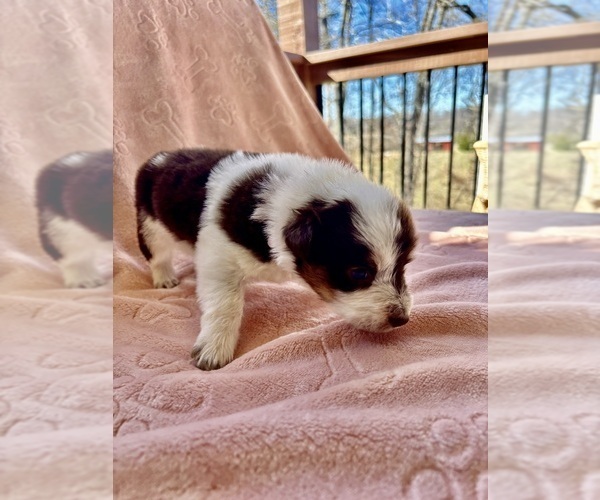 Medium Photo #3 Border Collie Puppy For Sale in MARYVILLE, TN, USA