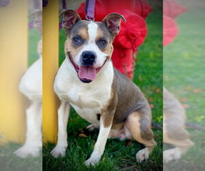 Mutt Dogs for adoption in San Andreas, CA, USA