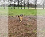 Small Photo #1 German Shepherd Dog Puppy For Sale in GREENWOOD, WI, USA