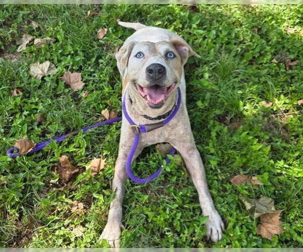 Medium Photo #4 Catahoula Leopard Dog-Unknown Mix Puppy For Sale in Ocala, FL, USA