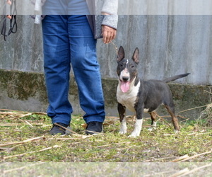 Miniature Bull Terrier Dog for Adoption in Kiskoros, Bacs-Kiskun Hungary
