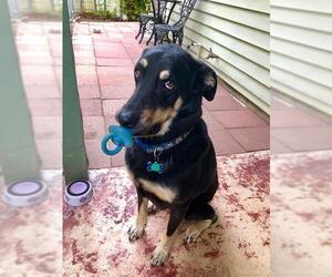 Labrador Retriever-Unknown Mix Dogs for adoption in San Antonio, TX, USA