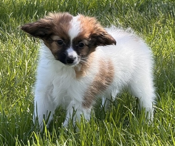 Medium Photo #1 Papillon Puppy For Sale in CANOGA, NY, USA