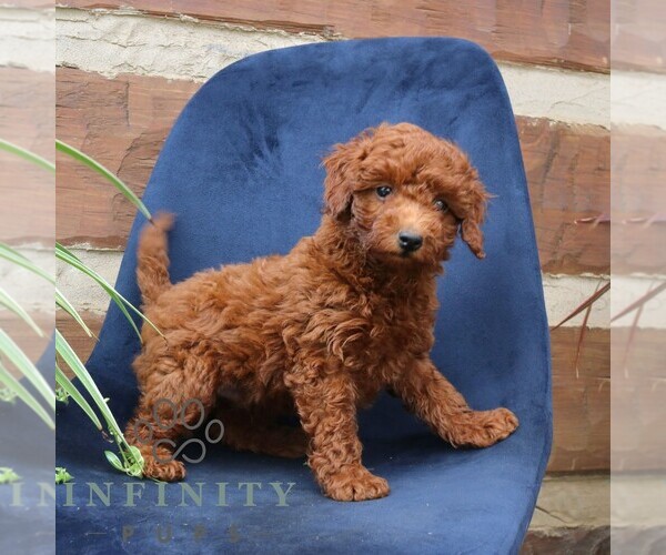 Medium Photo #3 Goldendoodle (Miniature) Puppy For Sale in NARVON, PA, USA