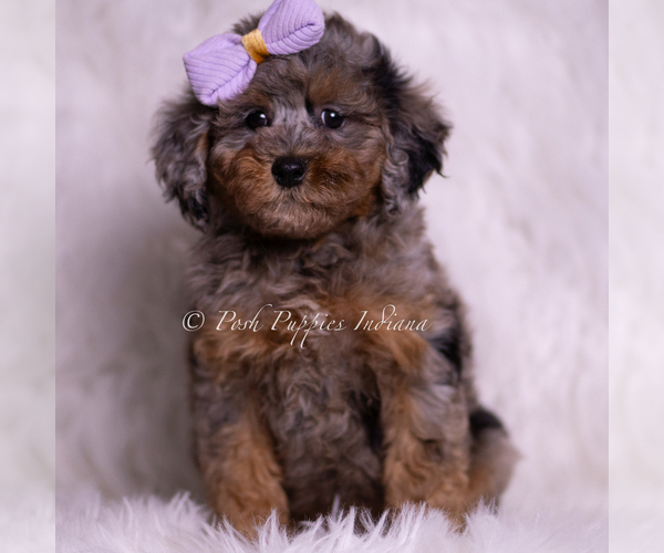 Medium Photo #2 Poodle (Toy) Puppy For Sale in WARSAW, IN, USA