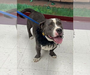 Basset Hound-Unknown Mix Dogs for adoption in Euless, TX, USA