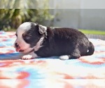 Dally - Male Miniature Australian Shepherd Puppy for Sale - Photo #4