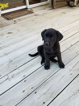Medium Photo #1 Labrador Retriever-Unknown Mix Puppy For Sale in STOVER, MO, USA