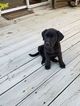 Small Photo #1 Labrador Retriever-Unknown Mix Puppy For Sale in STOVER, MO, USA
