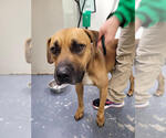 Small #2 Boxer Mix