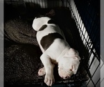 Small Photo #4 American Bully Puppy For Sale in BARNEGAT, NJ, USA