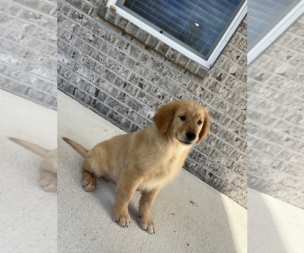 Medium Photo #1 Golden Retriever Puppy For Sale in PARAGON, IN, USA