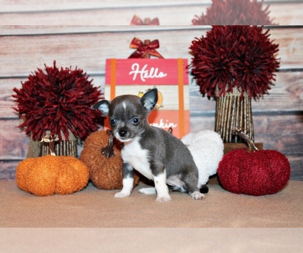 Medium Photo #98 Chihuahua Puppy For Sale in CHARLESTON, AR, USA