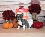 Small #1 Chihuahua