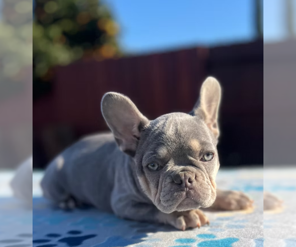 Medium Photo #3 French Bulldog Puppy For Sale in SACRAMENTO, CA, USA