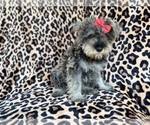 Small #4 Schnauzer (Miniature)