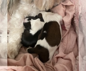 Shih Tzu Puppy for sale in VISALIA, CA, USA