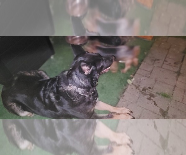 Medium Photo #10 German Shepherd Dog Puppy For Sale in AKRON, OH, USA