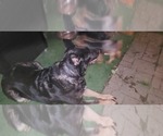 Small #9 German Shepherd Dog