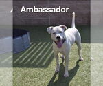 Small #4 American Pit Bull Terrier