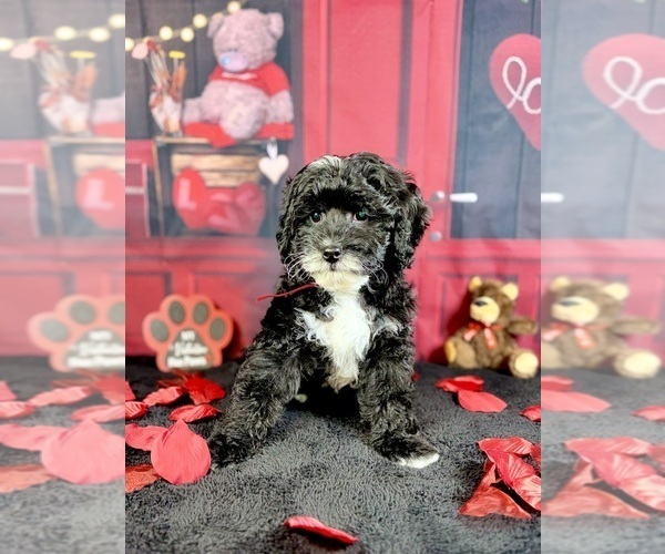 Medium Photo #7 Goldendoodle (Miniature) Puppy For Sale in HALTOM CITY, TX, USA