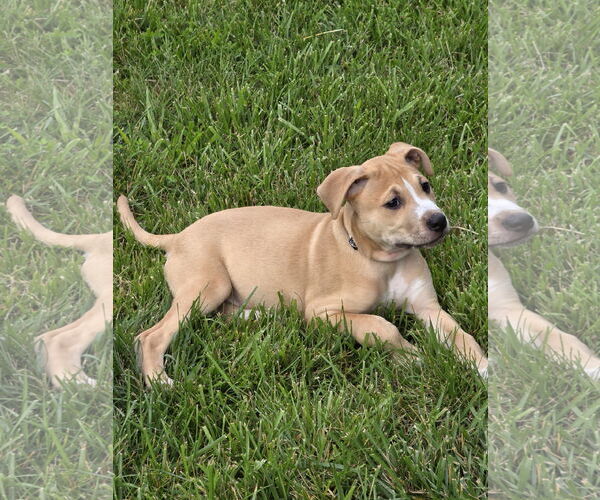 Medium Photo #17 Mutt Puppy For Sale in Holly Springs, NC, USA