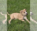 Small #16 Mutt