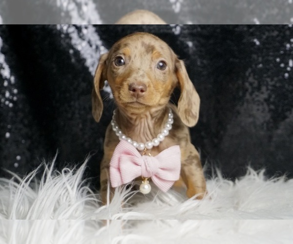 Medium Photo #3 Dachshund Puppy For Sale in WARSAW, IN, USA
