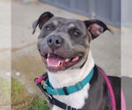 Small #13 American Pit Bull Terrier