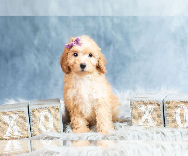 Medium Photo #9 Poodle (Toy) Puppy For Sale in WARSAW, IN, USA