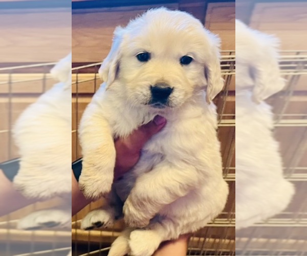 Medium Photo #1 Golden Retriever Puppy For Sale in SCOTTSDALE, AZ, USA