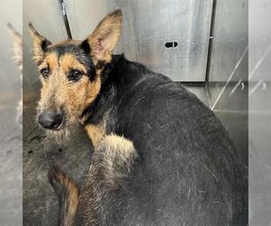 Airedale Terrier-German Shepherd Dog Mix Dogs for adoption in San Antonio, TX, USA