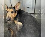 Small Airedale Terrier-German Shepherd Dog Mix