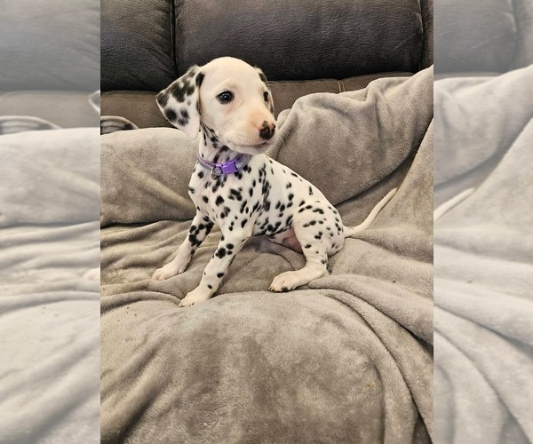 Medium Photo #2 Dalmatian Puppy For Sale in LEIPSIC, OH, USA